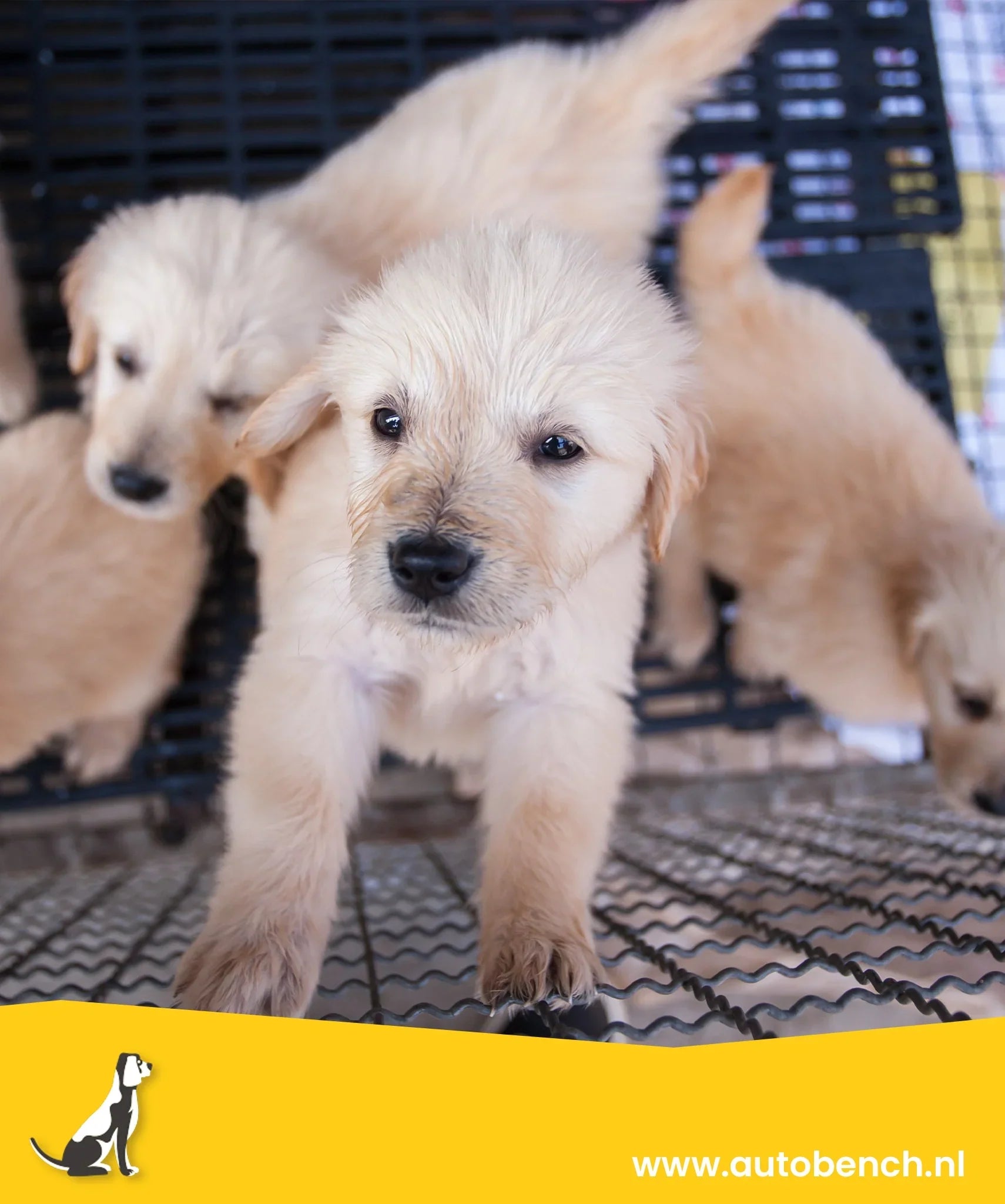 Foute puppyhandel