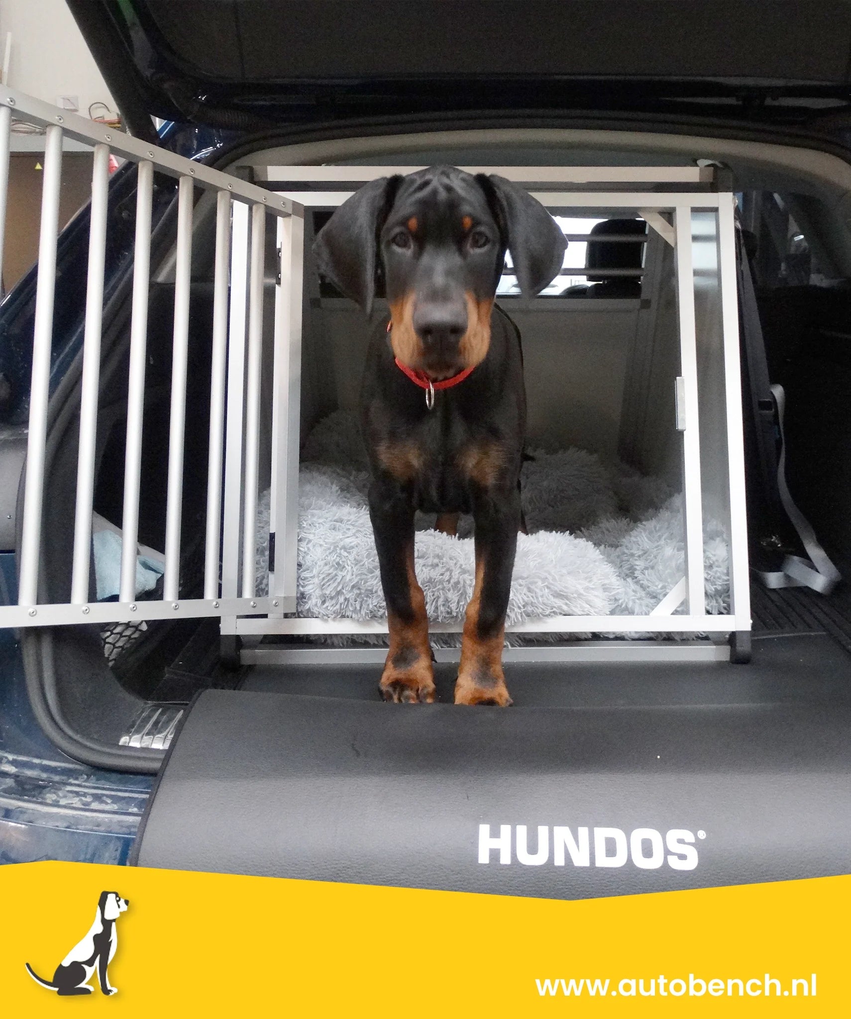 Schofthoogte hond