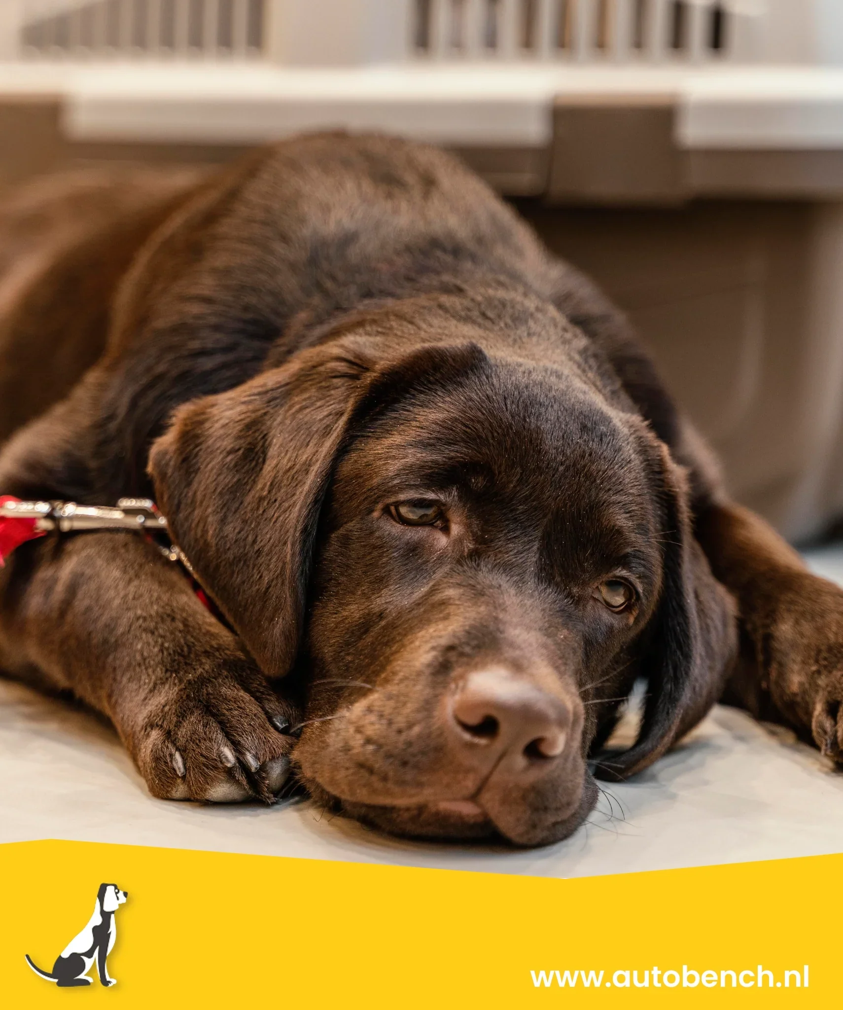 Wat een hond niet mag eten!