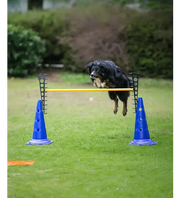 Agility Pylon 51 cm hoog per stuk