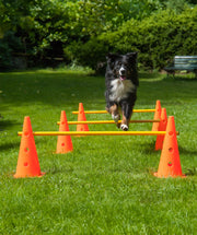 Agility horde met springstok 38 x 100 cm