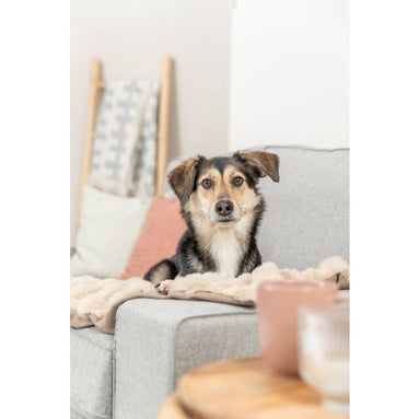 Wat honden niet mogen eten