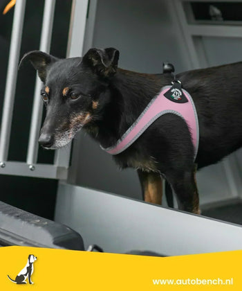 Hondentuig kopen: welk formaat past bij jouw hond en hoe meet je op?