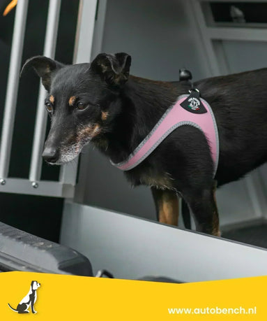 Hondentuig kopen: welk formaat past bij jouw hond en hoe meet je op?