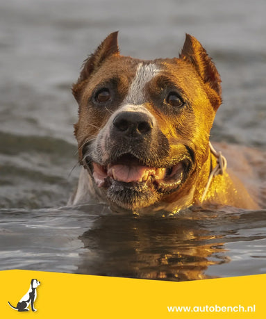 Zwemmen met je hond: voordelen, risico’s en tips voor na het zwemmen