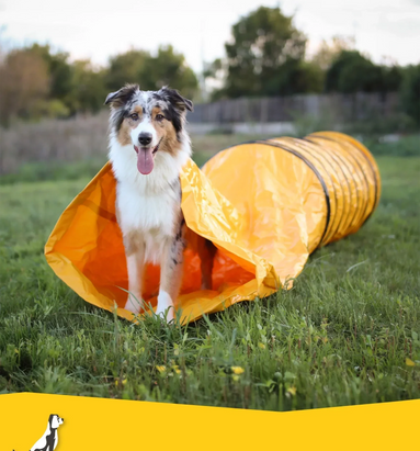 De voordelen van hondenagility