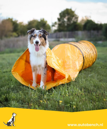 De voordelen van hondenagility