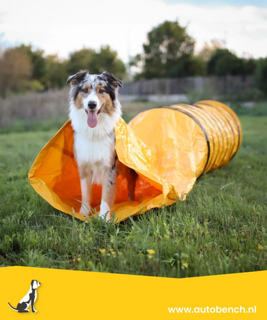 De voordelen van hondenagility