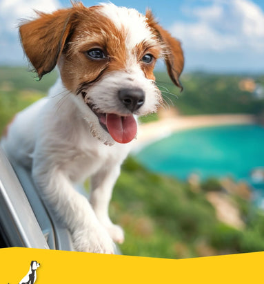 Autovakantie met de hond