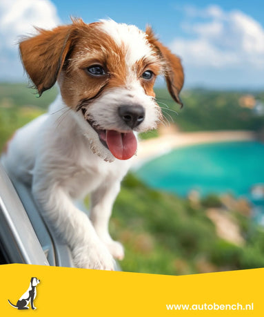 Autovakantie met de hond