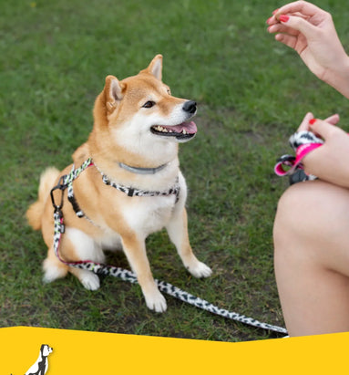 Je hond belonen doe je zo: 8 tips