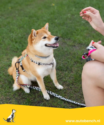 Je hond belonen doe je zo: 8 tips