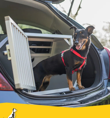 De veiligste manier om uw hond te vervoeren.