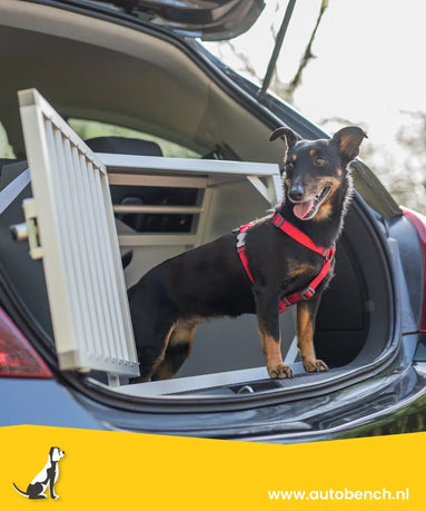 De veiligste manier om uw hond te vervoeren.