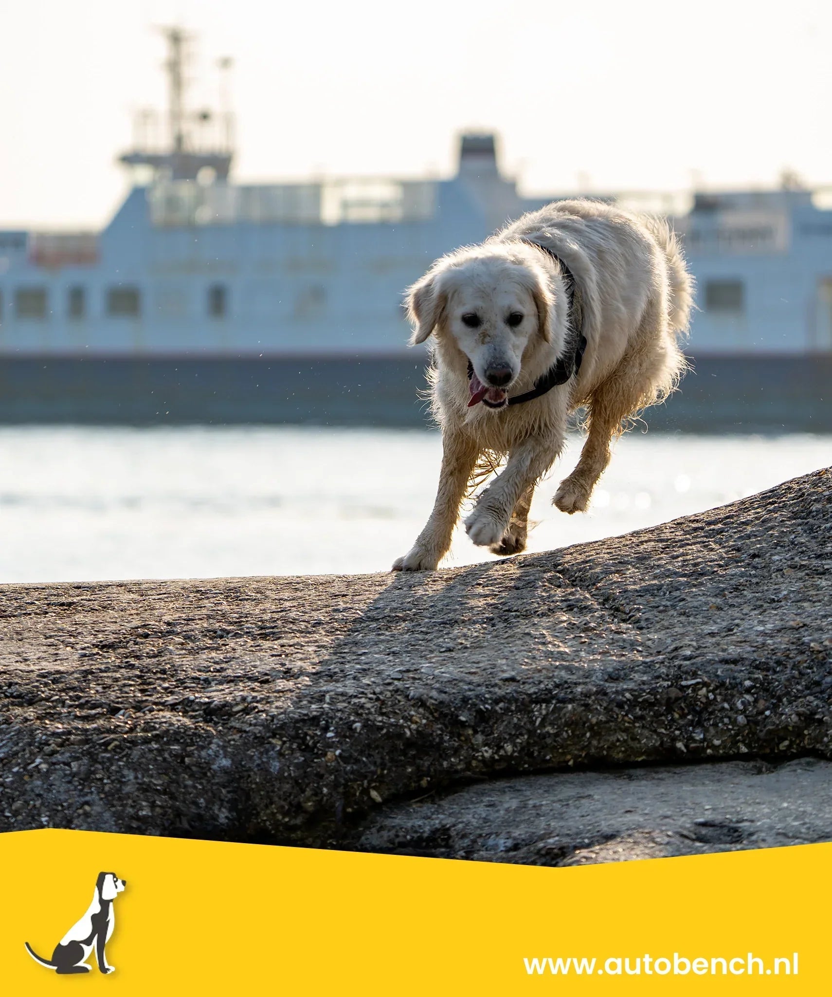Bootvakantie met hond