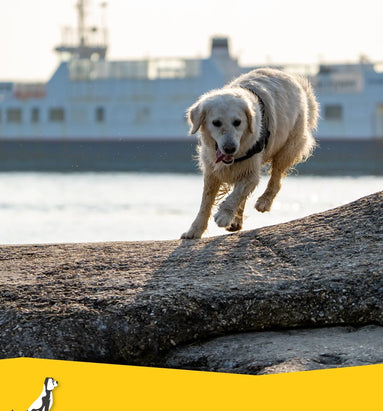 Bootvakantie met hond