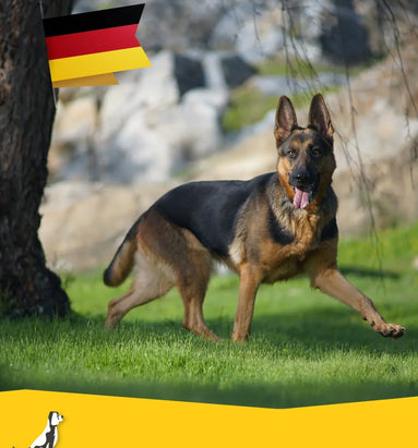 Reizen met uw hond naar Duitsland