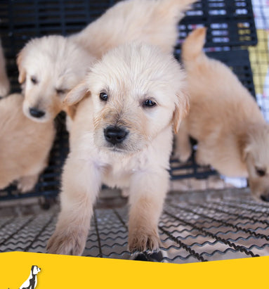 Foute puppyhandel