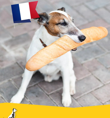 Reizen met uw hond naar Frankrijk