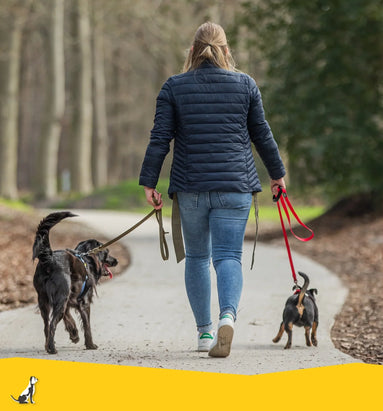 Goede voornemens samen met je hond