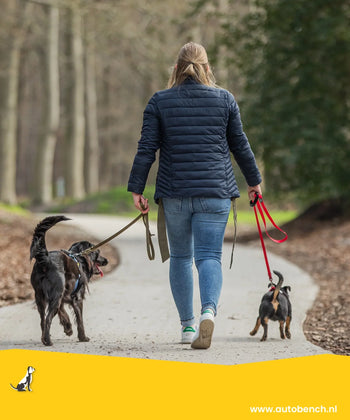 Goede voornemens samen met je hond