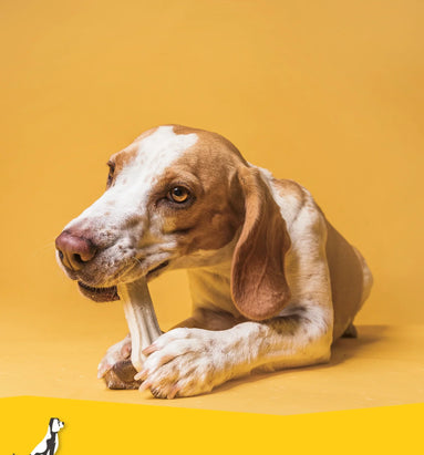 Waarom is kauwen op een bot zo goed voor een hond?
