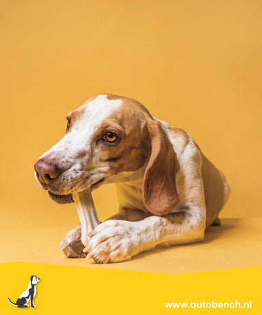 Waarom is kauwen op een bot zo goed voor een hond?