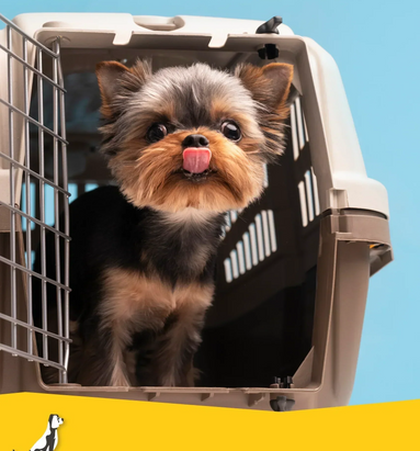 Vliegen met uw hond en de KLM