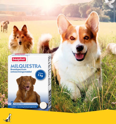 Moet ik mijn hond ook ontwormen als hij vlooien heeft?