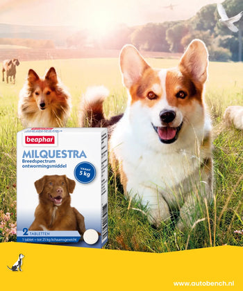 Moet ik mijn hond ook ontwormen als hij vlooien heeft?