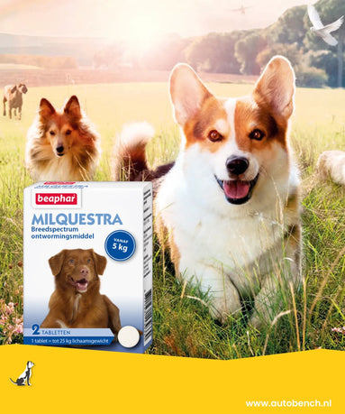 Moet ik mijn hond ook ontwormen als hij vlooien heeft?