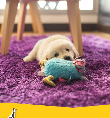 Hoe lang kan en mag een puppy alleen zijn?