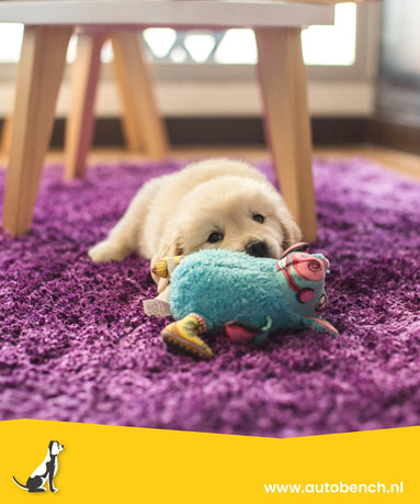 Hoe lang kan en mag een puppy alleen zijn?