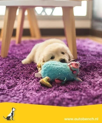 Benchtraining pup: zo leer je het stap voor stap