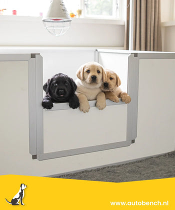 Waar moet ik aan denken als ik een puppy krijg?