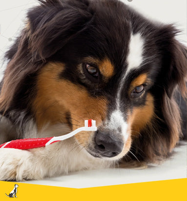 Hoe leer je een puppy tandenpoetsen eenvoudig aan.