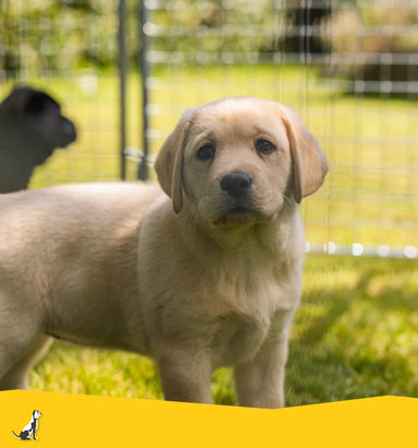 Waar moet je op letten bij het aanschaffen van een puppy?