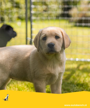 Waar moet je op letten bij het aanschaffen van een puppy?