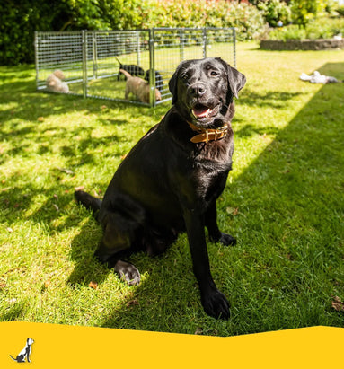 Puppyren: Welke maat voor mijn hond?
