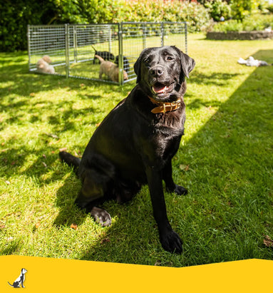 Hondenkennel bestellen
