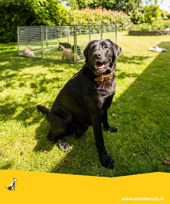 Hundos Puppyren: ideaal voor baas en hond