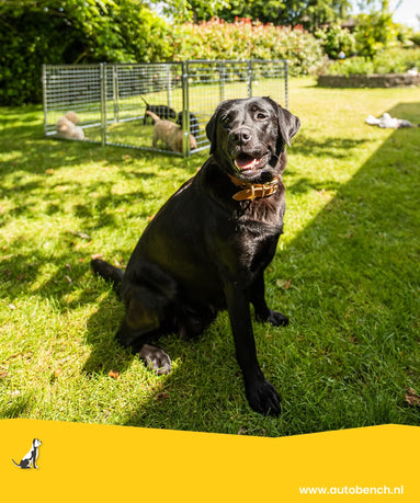 Hundos Puppyren: ideaal voor baas en hond