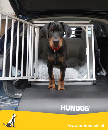 Schofthoogte van je hond meten: zo doe je het