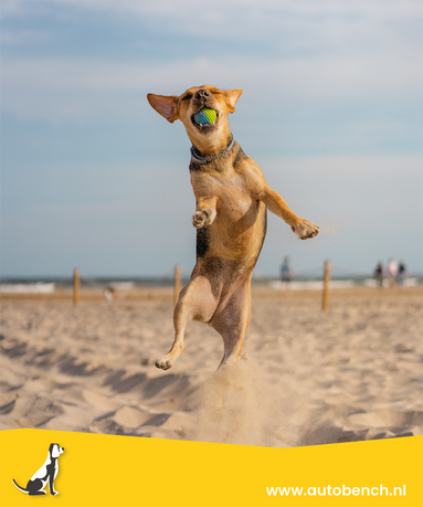 Honden op het strand: wat zijn de regels?