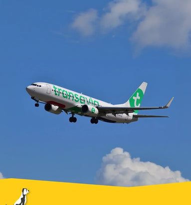 Vliegen met uw hond en Transavia