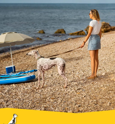 Hond mee op vakantie, waar moet je op letten?
