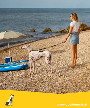 Hond mee op vakantie, waar moet je op letten?