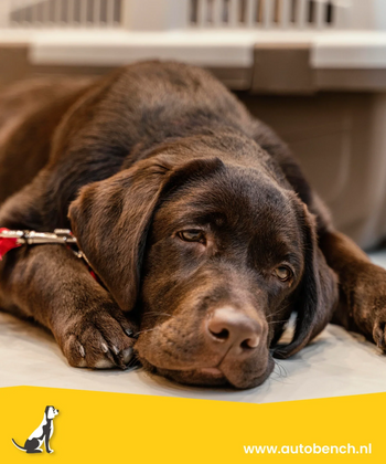 Wat een hond niet mag eten!