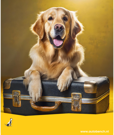 Je hond mee in het vliegtuig? Dit moet je weten!