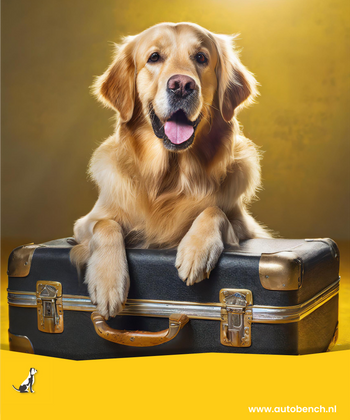 Je hond mee in het vliegtuig? Dit moet je weten!